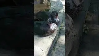 утки