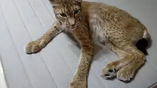 Рысь Даша и́ жара