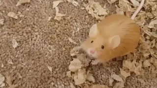 Evening routine with the Mice