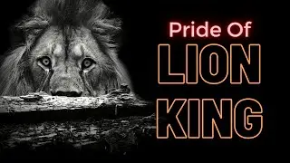Pride Of Lions - Lion Documentary