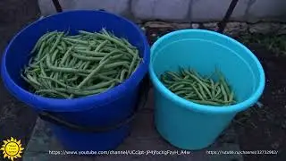 Кустовая стручковая фасоль.