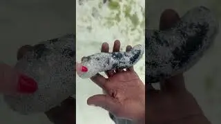ЧТО ЭТО ????)))ЗАНЗИБАР . 