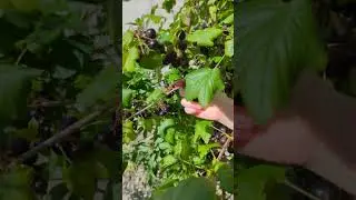 кушать прямо с куста 👍