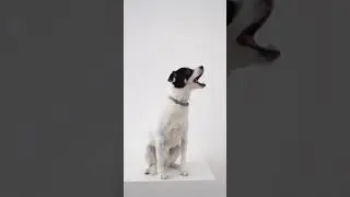 какой хорошенький!