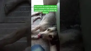 Bomba!! Surpresa!! Aconteceu!! Cachorro vidente sendo muito fofo ao vivo #br #shorts #petlovers