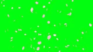 Falling flowers on green screen no copyright.