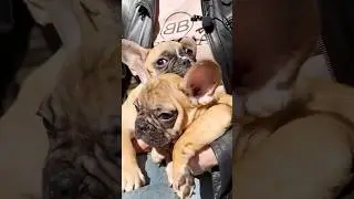 Помогли нуждающимся!!! И Вы тоже не проходите мимо таких ситуаций 🐶🐕
