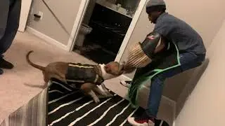American Bully working on house protection.
