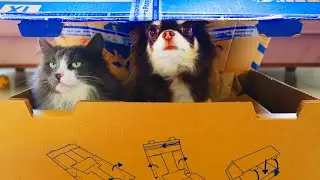ЧТО ЖЕ БЫЛО В ОГРОМНОЙ ПОСЫЛКЕ?! ПИТОМЦЫ ПРОТИВ ГИГАНТСКОЙ КОРОБКИ С ПОДАРКАМИ