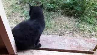 друган мой мохнатый