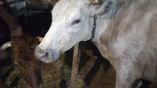 Куда идут коровы в ночь??? Весна трава и красота😊