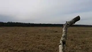 Первый выпас овец в 2022г / Готовлю тёлок к покрытию / Грязевые ванны.