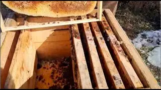 Чищу ульи в которых пчёлы не пережили зиму