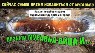 Киньте яйца муравья в банку  Как легко и быстро избавиться от муравьев на участке и в огороде