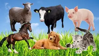 Animal Sound - cat, pig, dog, cow, horse, chicken, sheep, goat