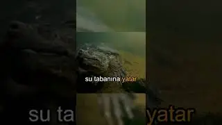 Timsah kapan kaplumbağası 😨