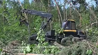 Krajobraz po huraganie w Nadleśnictwie Leżajsk