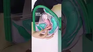 How menstrual discs work in your body 