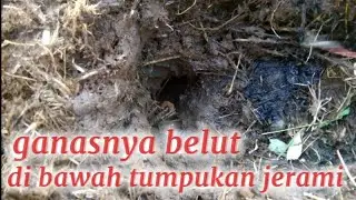 ganasnya belut di bawah tumpukan jerami 