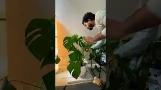 Repotting done 