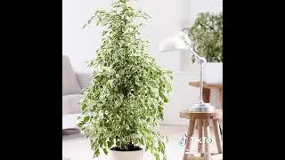 ФИКУС БЕНДЖАМИНА УХОД!