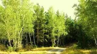 Прекрасный Русский Лес