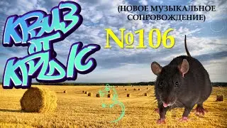 КВИЗ от КРЫС эпизод 106 (новое музыкальное сопровождение)