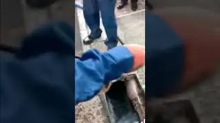 МУЖЧИНА СПАС КОТЯТ, КОТОРЫЕ УПАЛИ В КАНАЛИЗАЦИОННЫЙ СТОК / A man saved kittens