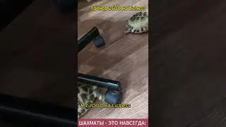 Как научиться играть в шахматы!? Всё просто! #chorts #chess