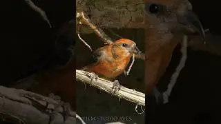 Why does the crossbill have such a beak? 
