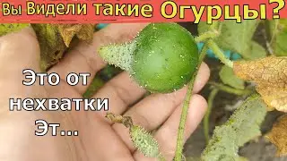 Как только зеленцы начинают расти не правильной формы сразу делайте ЭТО