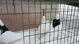 Ижевские черногривые Бакирова Раиля