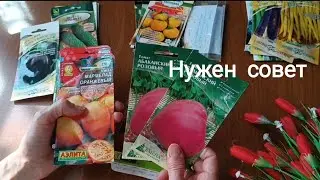 Сорта Помидор в  2024 . Плюсы и Минусы.  Нужен Ваш совет. 