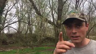 Tree Talk: Boxelder