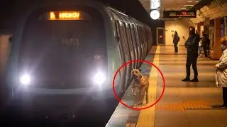 The man noticed that the dog was going somewhere on the subway every day and decided to follow him