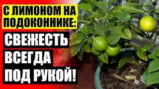 🔥 КУПИТЬ САЖЕНЦЫ ЛИМОНА И МАНДАРИНА В НАБОРЕ 👍 ЛИМОН ДОМА УХОД ☑