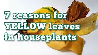 7 reasons for YELLOWING LEAVES in houseplants | 