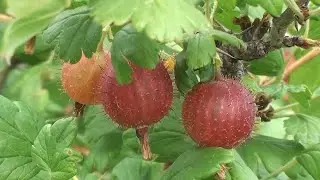 Крыжовник-как добиться хорошего урожая. Выращивание крыжовника: золотые правила