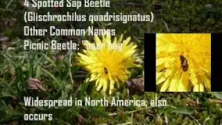 Nature watch for a day- (any bug experts out there?)