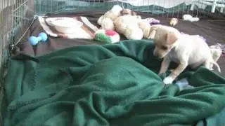 Chihuahua Puppies Play Hide and Seek (in HD)