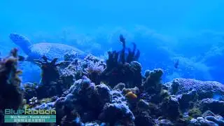 Instaturtle! Puerto Galera Dive, Philippines - Anilao Dive Resort Site by Blue Ribbon Dive Resort