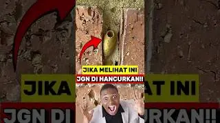 Jika Melihat Sarang Tawon ini Jangan Dihancurkan‼️😱