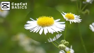 How to Create a Magnify Zoom Effect in CapCut