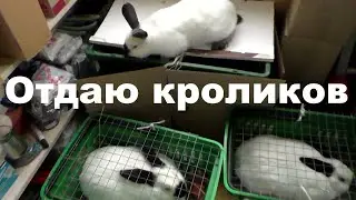 КРОЛИКИ ВЫЕЗЖАЮТ🚙 ОТДАЮ КРОЛИКОВ🐰 Кролики содержание и разведение