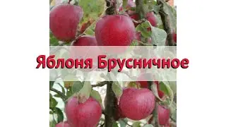 Яблоня обыкновенная Брусничное 🌿 Обзор: посадка и уход. крупномеры яблони: описание и особенности