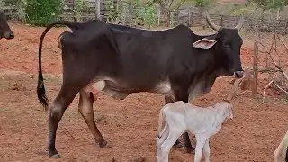 VACA EXTRESSADA PARIU UMA BEZERRA NELORE MAIS UMA BEZERRA PRA SOMAR NO SITIO SOU DA ROÇA