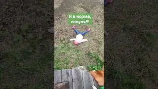 Папы такие папы 