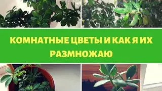 Мои комнатные цветы и как я их размножаю.