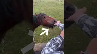 Hungry Horse Bit My Finger! 😱🐴