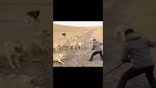 Нападение волков! Есть шансы?